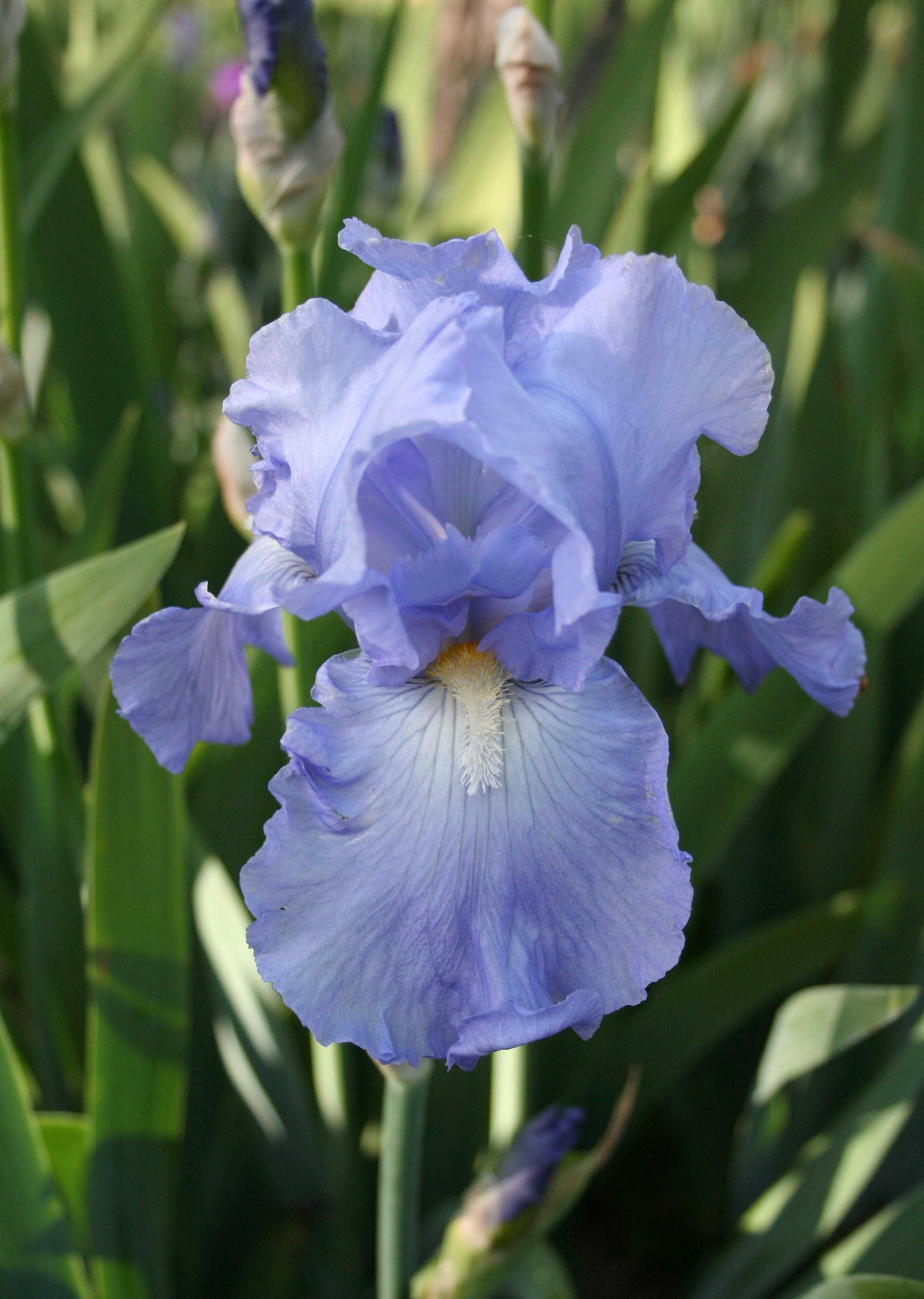 Iris germanica 'Babbling Brook'
